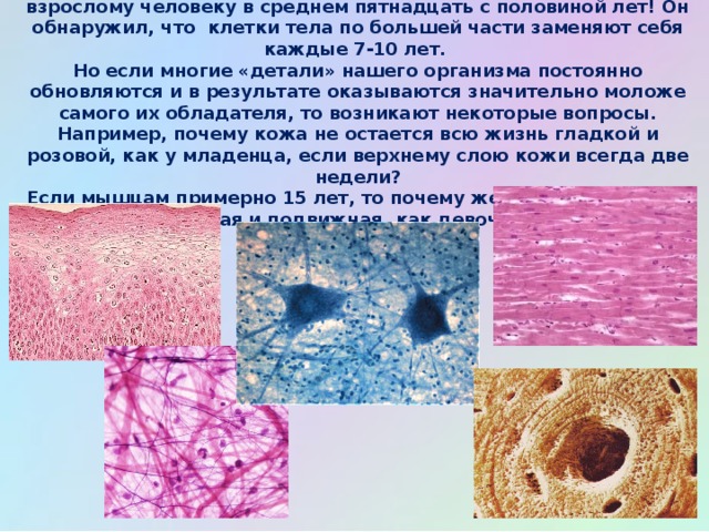 Обновление клеток в организме. Обновление тканей организма человека. Самая твердая ткань. Обновление клеток 7 лет.