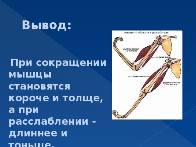 Кратчайший стал. При сокращении мышцы становятся. Процесс при котором мышца становится короче и толще. Как называется процесс при котором мышца становится длиннее и тоньше. При сокращении мышцы становятся толще.