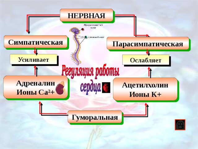 НЕРВНАЯ Симпатическая Парасимпатическая Усиливает Ослабляет Адреналин Ионы Са ²+ Ацетилхолин Ионы К + Гуморальная 