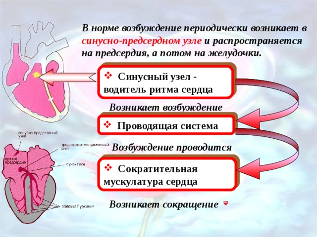 В норме возбуждение периодически возникает в синусно-предсердном узле и распространяется на предсердия, а потом на желудочки.  Синусный узел - водитель ритма сердца Возникает возбуждение  Проводящая система Возбуждение проводится  Сократительная мускулатура сердца Возникает сокращение 