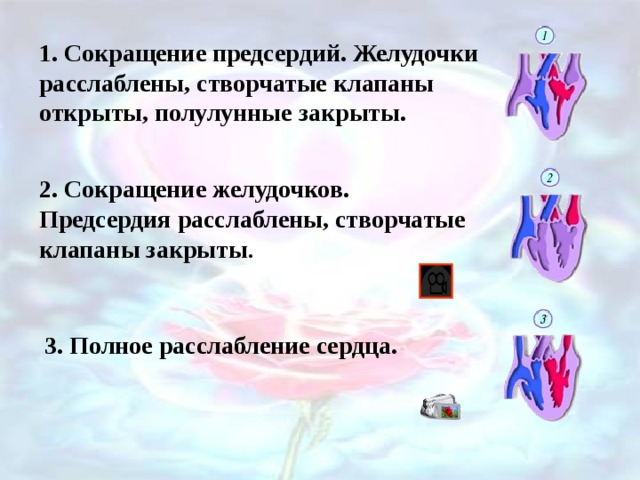 1. Сокращение предсердий. Желудочки расслаблены, створчатые клапаны открыты, полулунные закрыты. 2. Сокращение желудочков. Предсердия расслаблены, створчатые клапаны закрыты . 3. Полное расслабление сердца. 