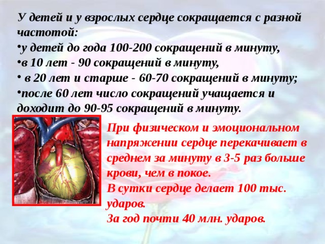 У детей и у взрослых сердце сокращается с разной частотой: у детей до года 100-200 сокращений в минуту, в 10 лет - 90 сокращений в минуту,  в 20 лет и старше - 60-70 сокращений в минуту; после 60 лет число сокращений учащается и доходит до 90-95 сокращений в минуту. При физическом и эмоциональном напряжении сердце перекачивает в среднем за минуту в 3-5 раз больше крови, чем в покое. В сутки сердце делает 100 тыс. ударов. За год почти 40 млн. ударов.  