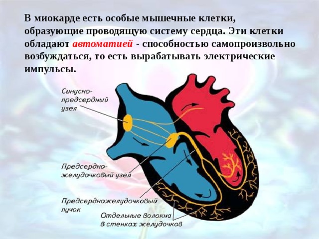 В миокарде есть особые мышечные клетки, образующие проводящую систему сердца. Эти клетки обладают автоматией - способностью самопроизвольно возбуждаться, то есть вырабатывать электрические импульсы. 