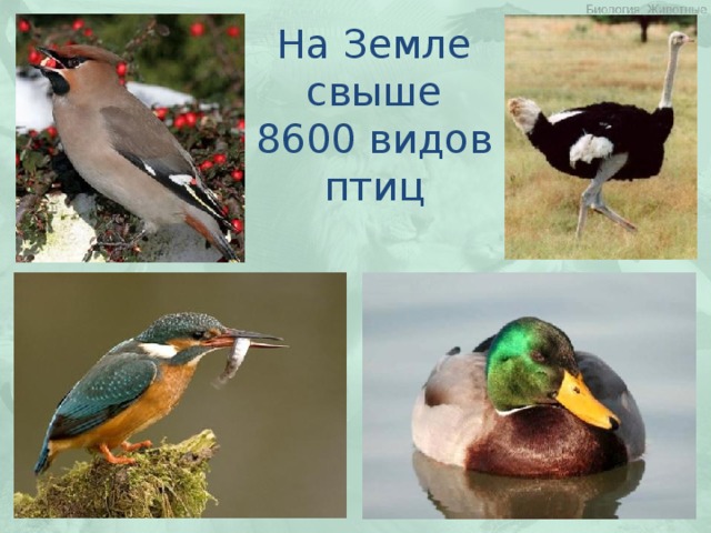 На Земле свыше 8600 видов птиц