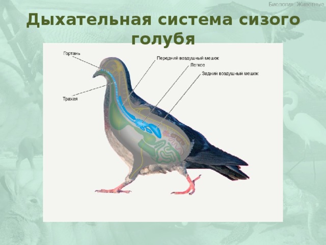 Дыхательная система сизого голубя