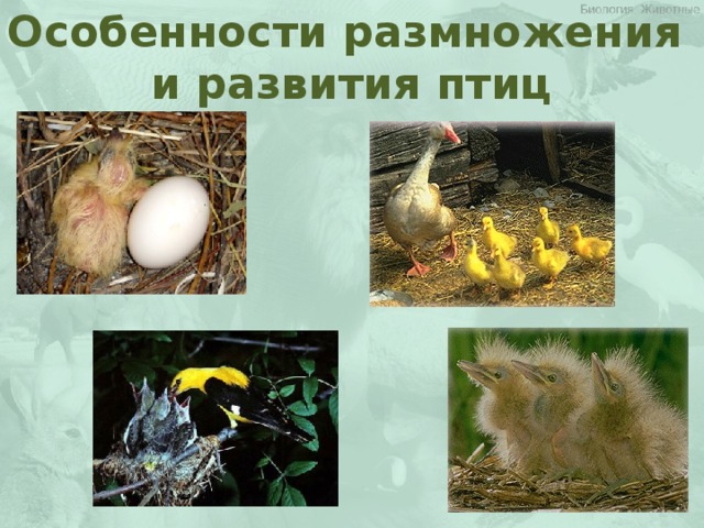 Особенности размножения и развития птиц