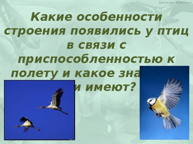 Какие особенности строения появились у птиц в связи с приспособленностью к полету и какое значение они имеют?