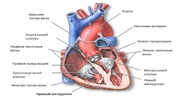 Полые вены сердца
