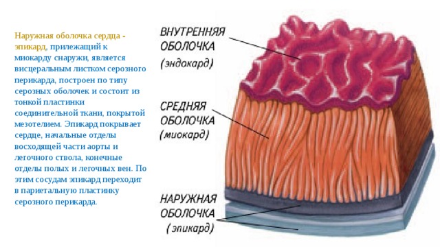 Средний слой стенки. Эпикард соединительная ткань. Эпикард и перикард. Эндокард миокард эпикард перикард. Эндокард миокард эпикард анатомия.