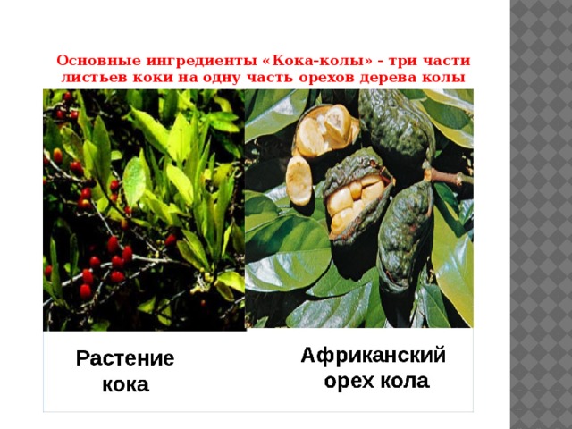 Основные ингредиенты «Кока-колы» - три части листьев коки на одну часть орехов дерева колы 