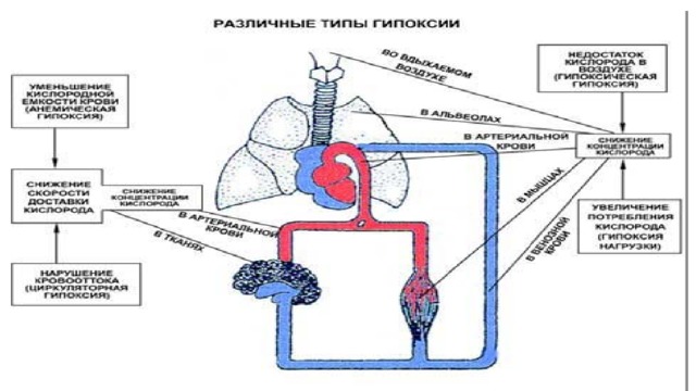 Практическая работа тема кислородное голодание 8 класс. Перегрузочная гипоксия. Патогенез перегрузочной гипоксии. Патогенез смешанной гипоксии. Перегрузочная гипоксия механизм.