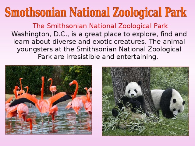  The Smithsonian National Zoological Park Washington, D.C., is a great place to explore, find and learn about diverse and exotic creatures. The animal youngsters at the Smithsonian National Zoological Park are irresistible and entertaining. 