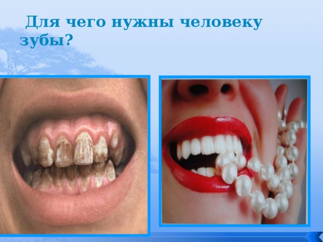  Для чего нужны человеку зубы? 