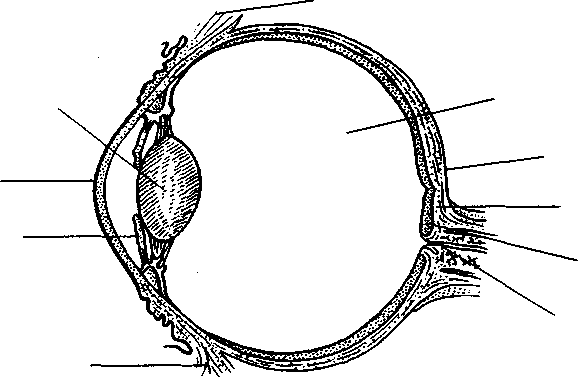 Рисунок глаза биология 8