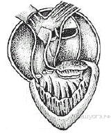 На рисунке схематически изображено строение сердца животного относящегося к классу а рыбы