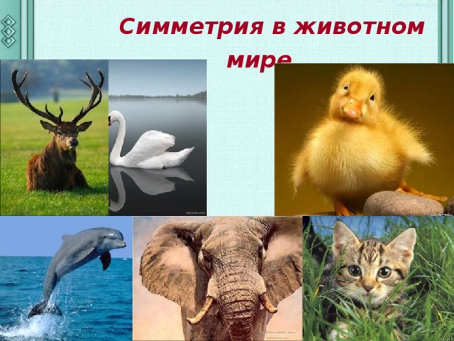  Симметрия в животном мире.  