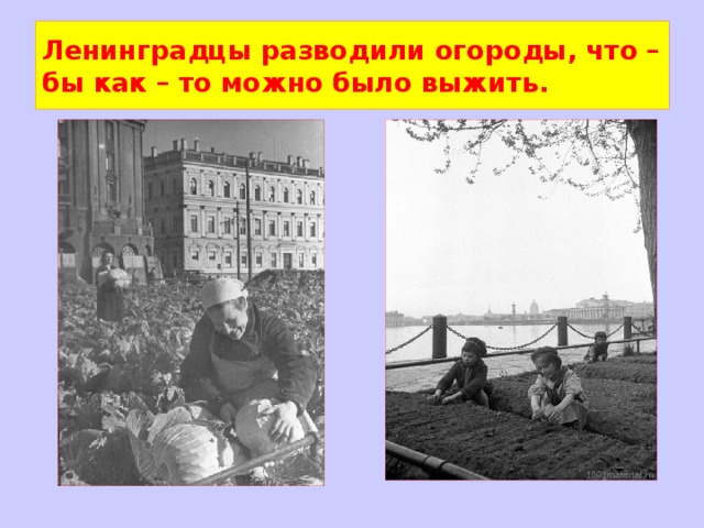 Ленинградцы разводили огороды, что – бы как – то можно было выжить. 