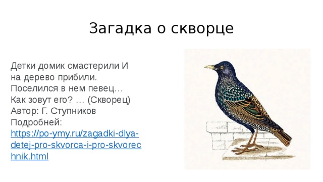 В поведении скворца много суетливого и забавного деловитого и хитрого в гостиной графа зеркала