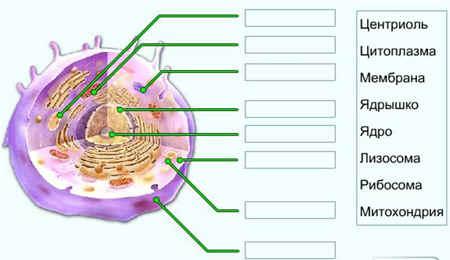 Какой органоид обозначен на рисунке цифрой 3
