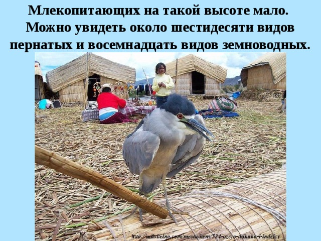 Млекопитающих на такой высоте мало. Можно увидеть около шестидесяти видов пернатых и восемнадцать видов земноводных. 