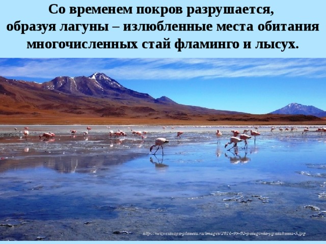 Со временем покров разрушается, образуя лагуны – излюбленные места обитания многочисленных стай фламинго и лысух. 