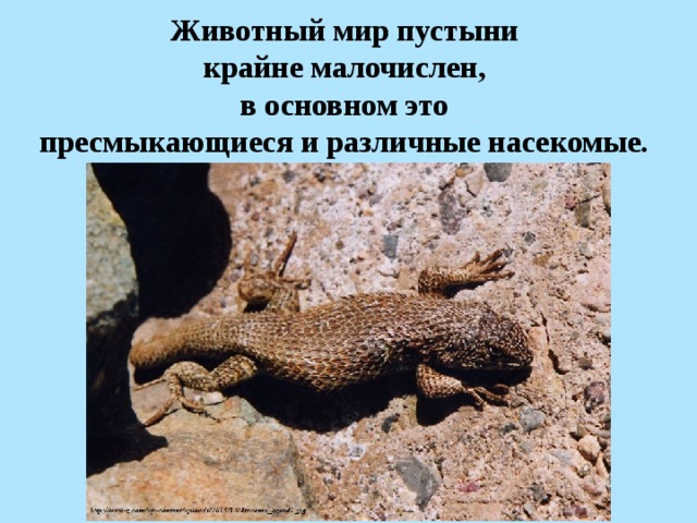 Животный мир пустыни крайне малочислен, в основном это пресмыкающиеся и различные насекомые.   