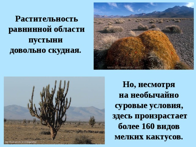 Растительность равнинной области пустыни довольно скудная. Но, несмотря на необычайно суровые условия, здесь произрастает более 160 видов мелких кактусов.  