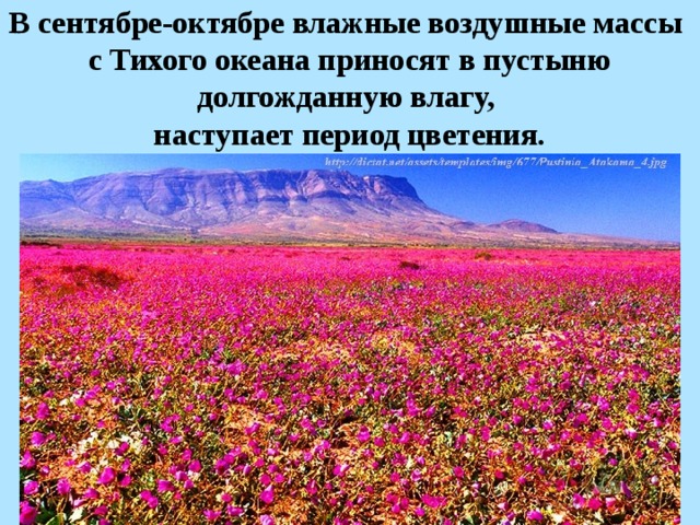 В сентябре-октябре влажные воздушные массы с Тихого океана приносят в пустыню долгожданную влагу, наступает период цветения.  