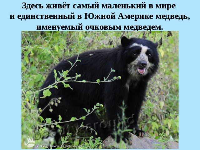 Здесь живёт самый маленький в мире и единственный в Южной Америке медведь, именуемый очковым медведем.  