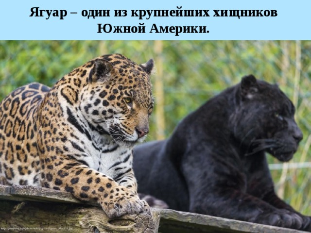 Ягуар – один из крупнейших хищников Южной Америки.  