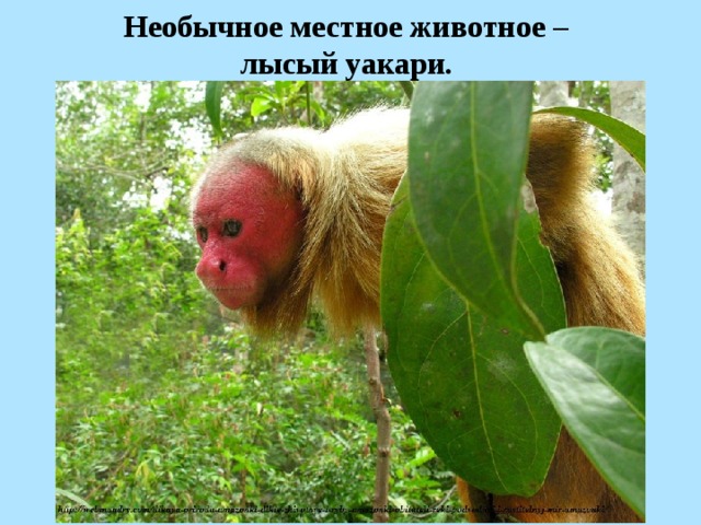 Необычное местное животное – лысый уакари.   