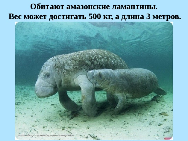 Обитают амазонские ламантины.  Вес может достигать 500 кг, а длина 3 метров.  