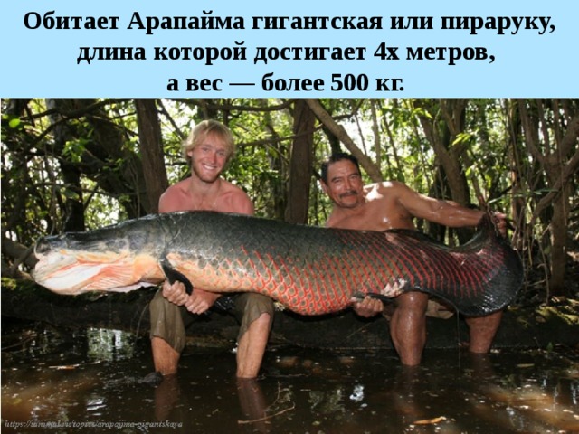 Обитает Арапайма гигантская или пираруку, длина которой достигает 4х метров, а вес — более 500 кг.  