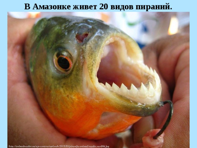 В Амазонке живет 20 видов пираний.  