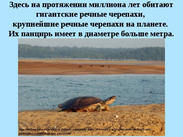 Здесь на протяжении миллиона лет обитают гигантские речные черепахи, крупнейшие речные черепахи на планете. Их панцирь имеет в диаметре больше метра.  