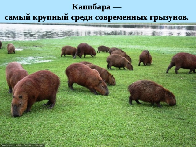 Капибара — самый крупный среди современных грызунов.   