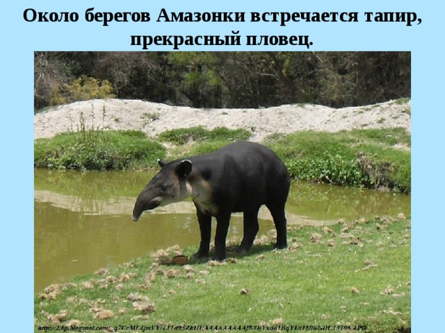 Около берегов Амазонки встречается тапир, прекрасный пловец.  