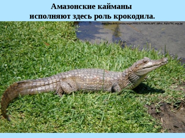 Амазонские кайманы исполняют здесь роль крокодила.  