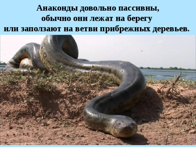   Анаконды довольно пассивны, обычно они лежат на берегу или заползают на ветви прибрежных деревьев.  