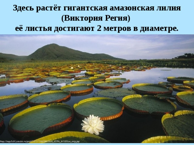 Здесь растёт гигантская амазонская лилия (Виктория Регия) её листья достигают 2 метров в диаметре.  