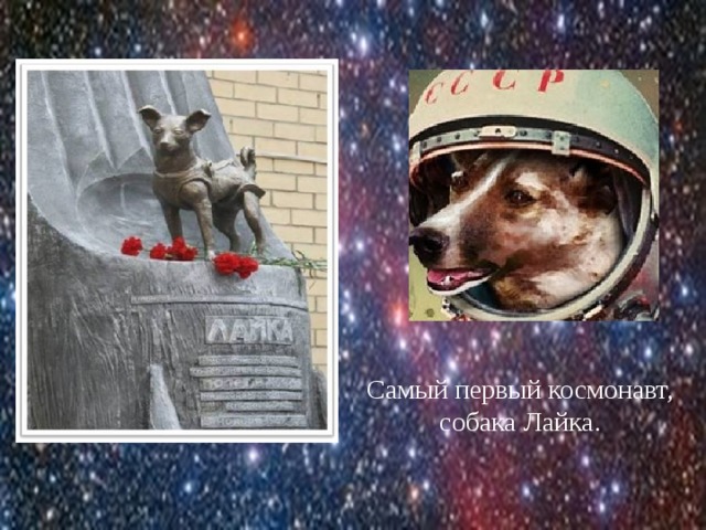 Самый первый космонавт, собака Лайка. 