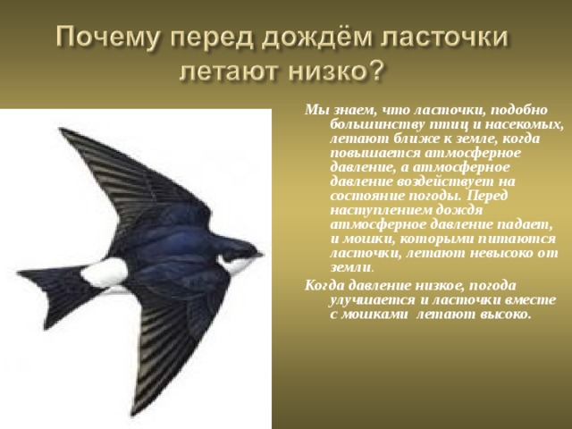 Ласточки летают низко. Народные приметы про ласточек. Народные приметы ласточки низко летают. Почему ласточки летают перед дождем. Почему ласточки летают низко перед дождем.