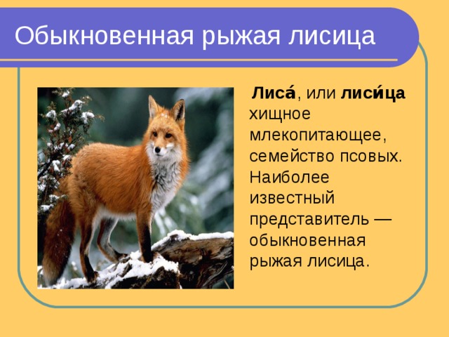 Сделайте описание лисицы обыкновенной по следующему плану