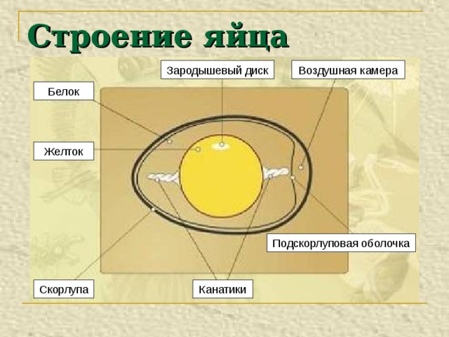 На рисунке изображено строение яйца птицы какой буквой