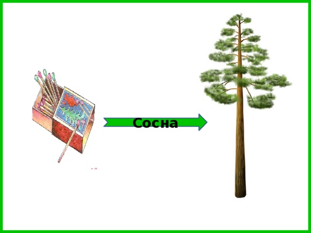 Сосна