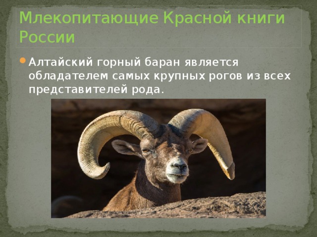Млекопитающие Красной книги России Алтайский горный баран является обладателем самых крупных рогов из всех представителей рода.   