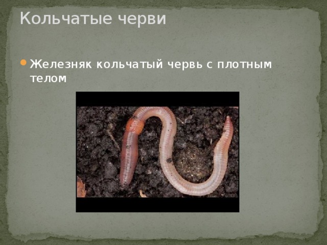 Кольчатые черви   Железняк кольчатый червь с плотным телом   