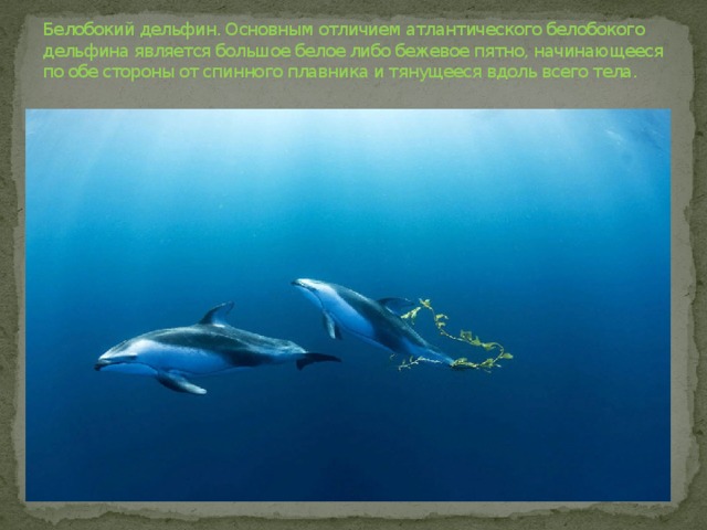 Белобокий дельфин. Основным отличием атлантического белобокого дельфина является большое белое либо бежевое пятно, начинающееся по обе стороны от спинного плавника и тянущееся вдоль всего тела.   