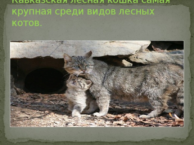 Кавказская лесная кошка самая крупная среди видов лесных котов.   