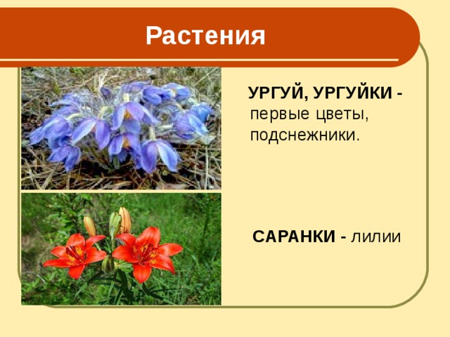  Растения  УРГУЙ, УРГУЙКИ - первые цветы, подснежники.  САРАНКИ - лилии 